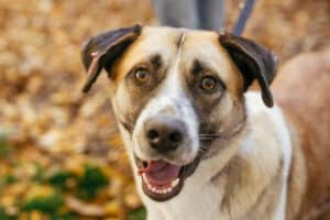 Large stray dog standing outside - animal control in Red Bud, Illinois
